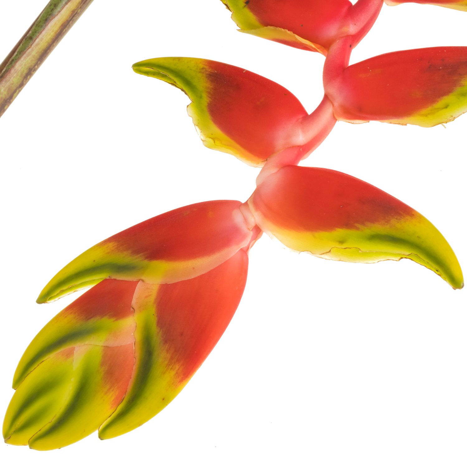 Heliconia Gross rot/gelb Rostrata  110cm