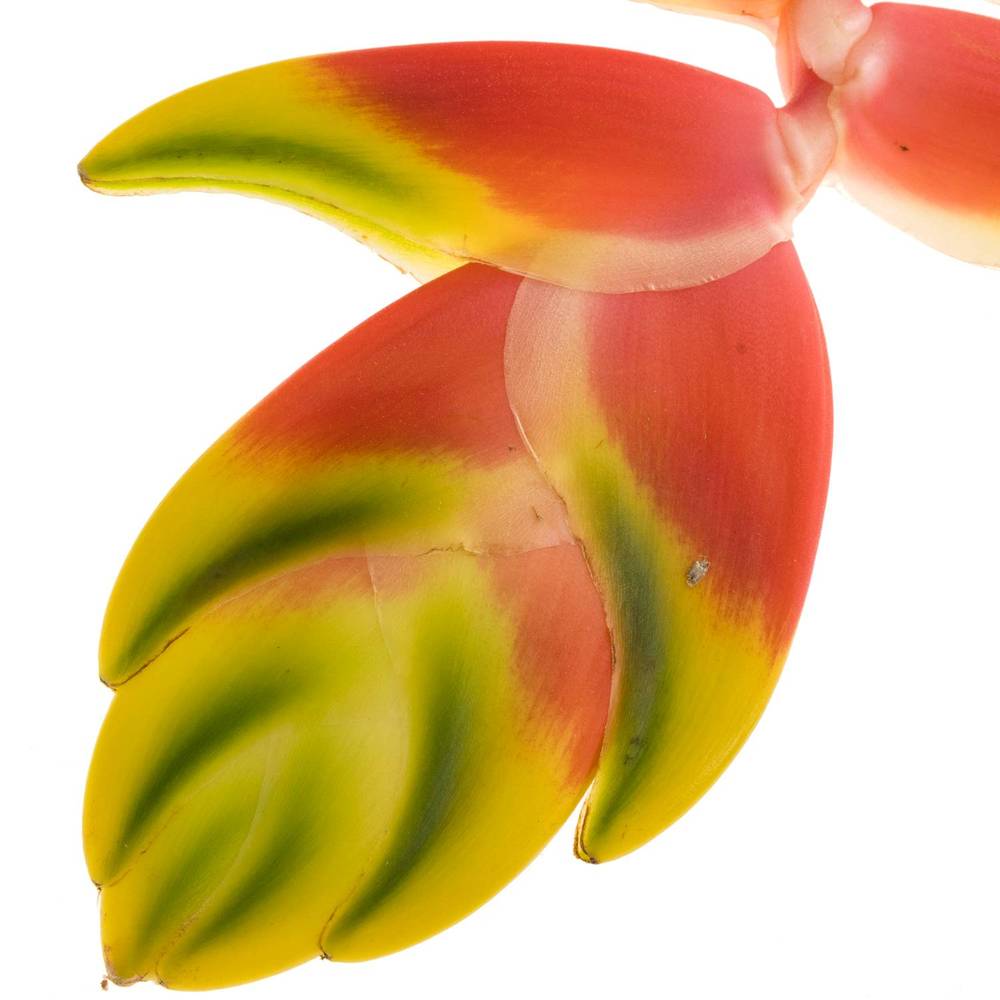 Heliconia Gross rot/gelb Rostrata  110cm