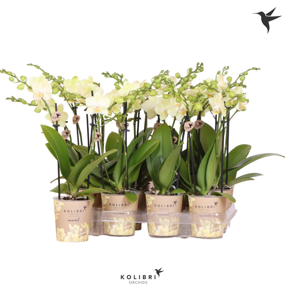 Phal.2-R gelb Kolibri T09 H40