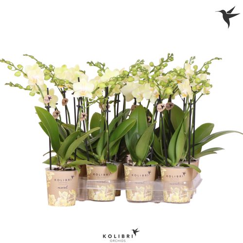 Phal.2-R gelb Kolibri T09 H40