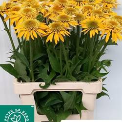 Rudbeckia gelb Eccentric 65cm