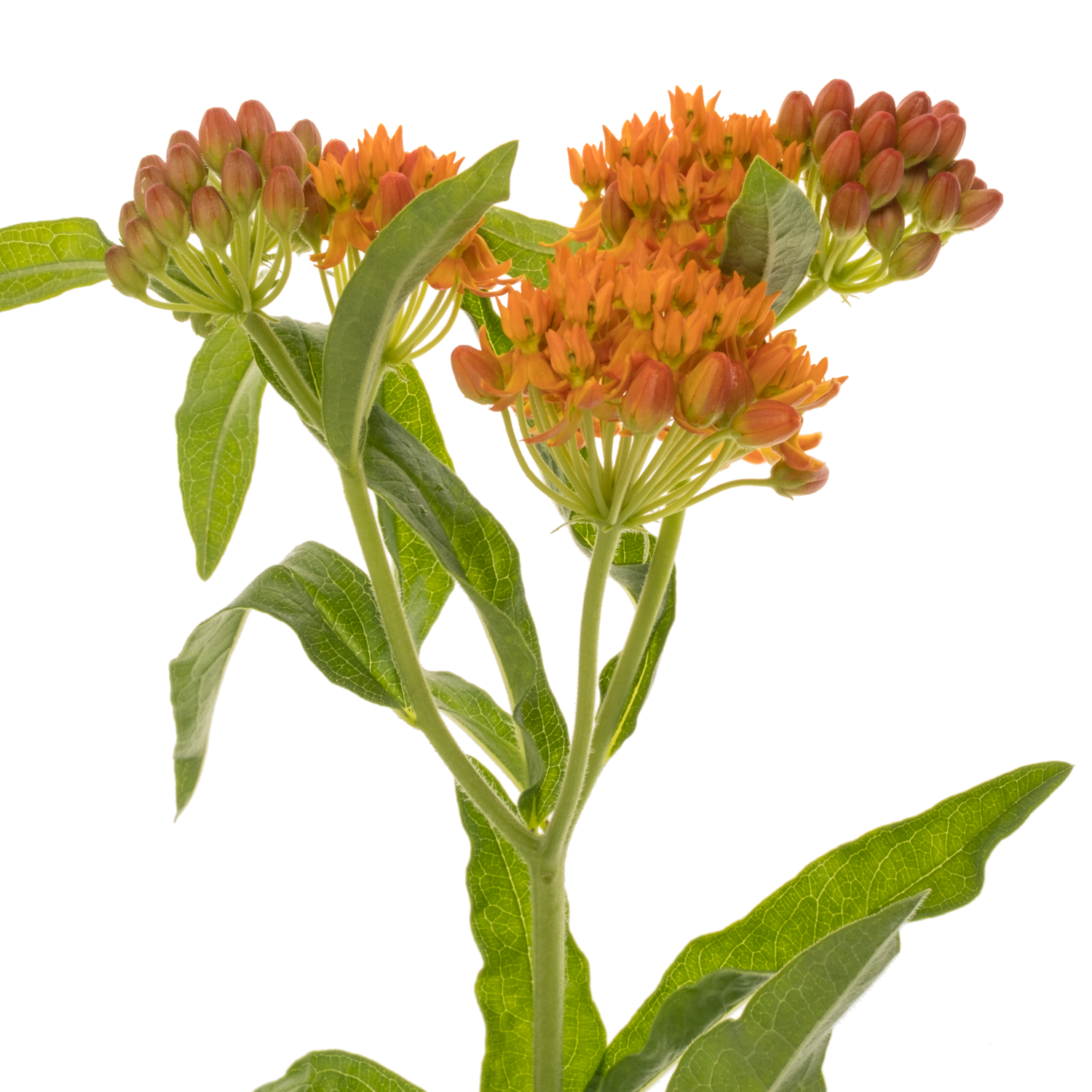 Aesclepia orange 50cm