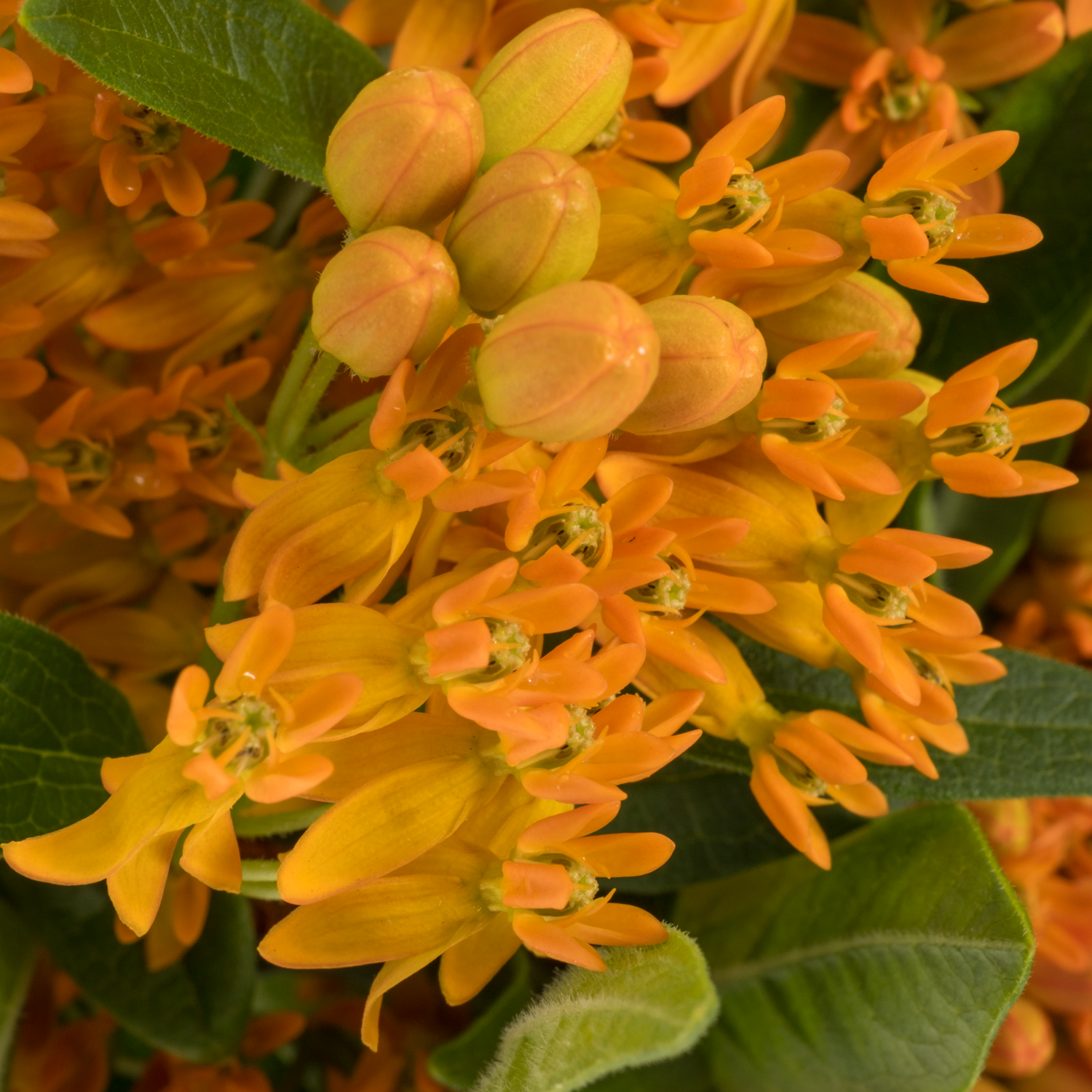Aesclepia orange 50cm