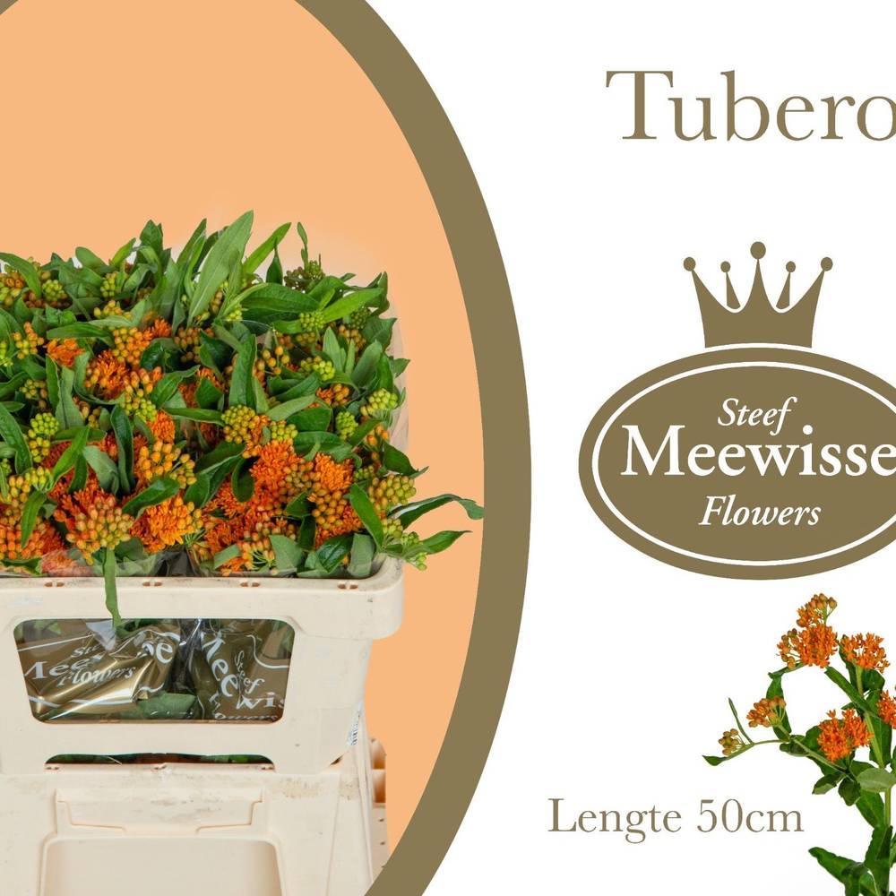 Aesclepia orange 50cm