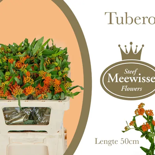 Aesclepia orange 50cm
