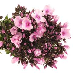 Phlox rosa Bright Eye 70cm