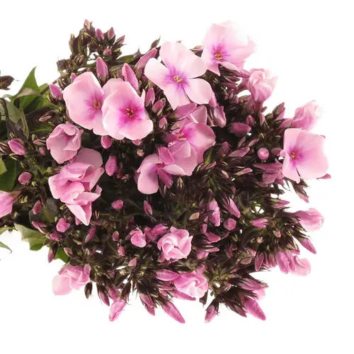 Phlox rosa Bright Eye 70cm