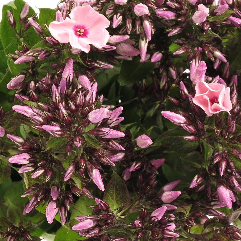Phlox rosa Bright Eye 70cm