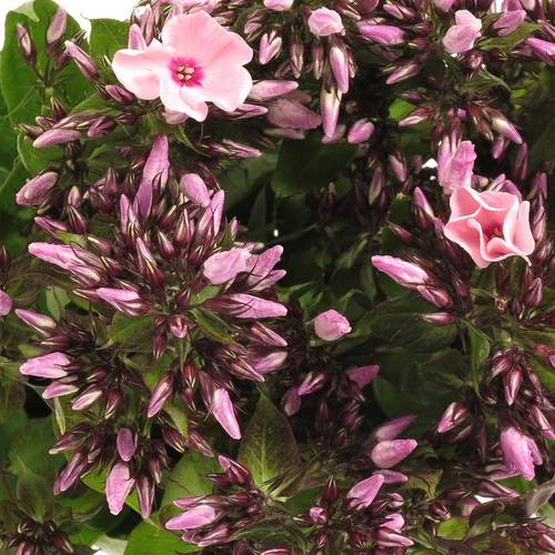Phlox rosa Bright Eye 70cm