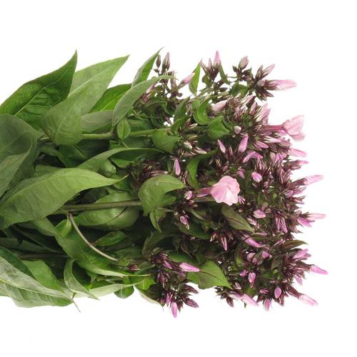 Phlox rosa Bright Eye 70cm