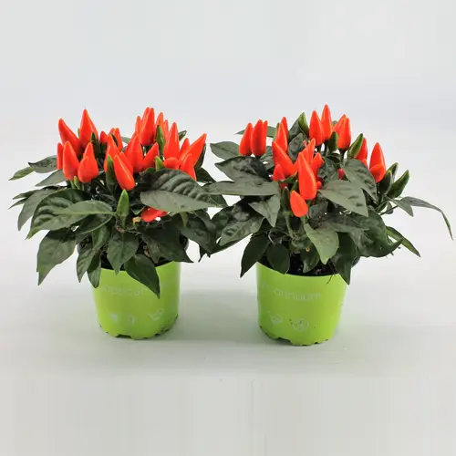 Capsicum orange Dark T10,5 H20