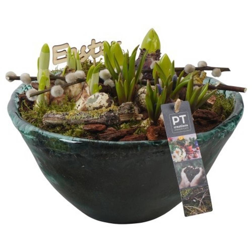 Zwiebel.Arr mix PTBMP5762 Ostern T26 H022