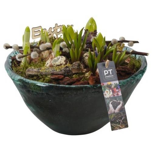 Zwiebel.Arr mix PTBMP5762 Ostern T26 H022