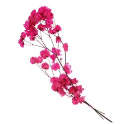 Trocken Bougain. Kirsch L45-55cm
