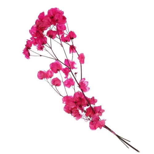 Trocken Bougain. Kirsch L45-55cm
