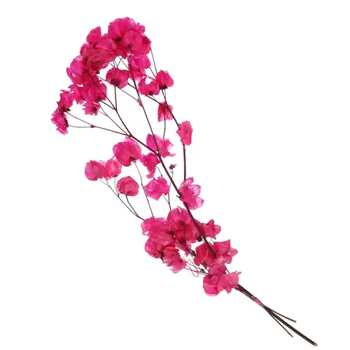 Trocken Bougain. Kirsch L45-55cm