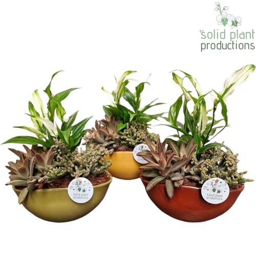 Spath.Arr mix JT013 Evelyn T22 H034