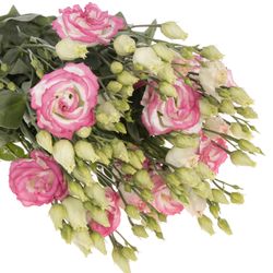 Lisianthus rosa Bridal Kiss 5+Blüte 70cm