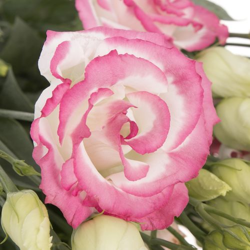 Lisianthus rosa Bridal Kiss 5+Blüte 70cm