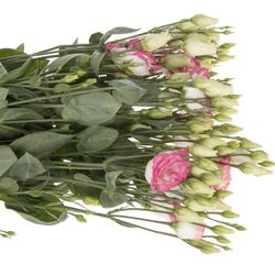Lisianthus rosa Bridal Kiss 5+Blüte 70cm