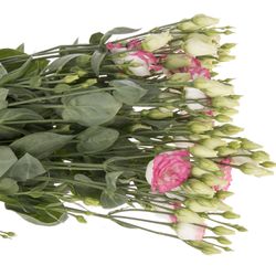 Lisianthus rosa.Bridal Kiss 5+Blute 70cm