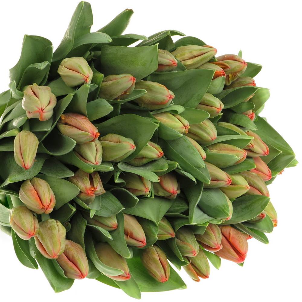 Tulpe orange Ad Rem 54 Gramm