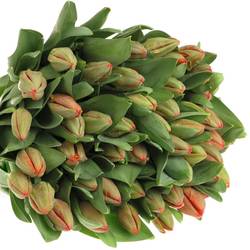 Tulpe orange Ad Rem 54 Gramm