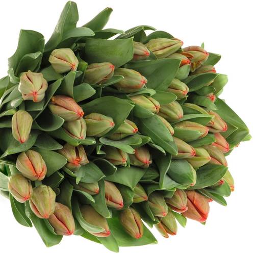 Tulpe orange Ad Rem 54 Gramm