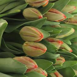 Tulpe orange Ad Rem 54 Gramm