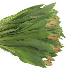 Tulpe orange Ad Rem 54 Gramm