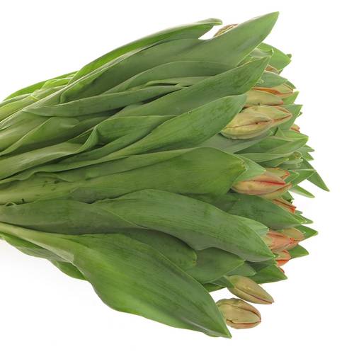 Tulpe orange Ad Rem 54 Gramm