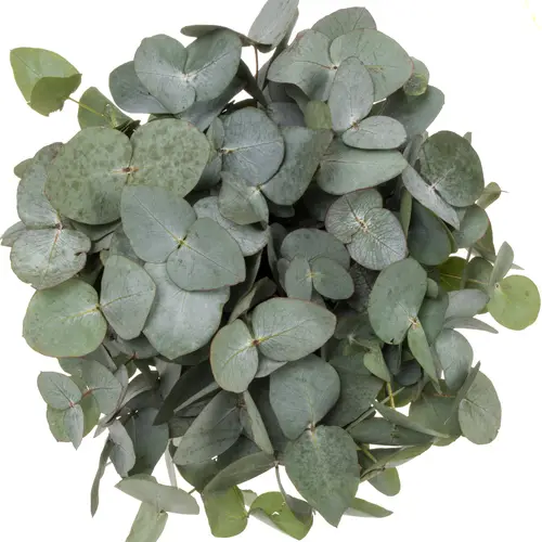 Populus grau/grün Cinerea (Pro Stiel) 60cm