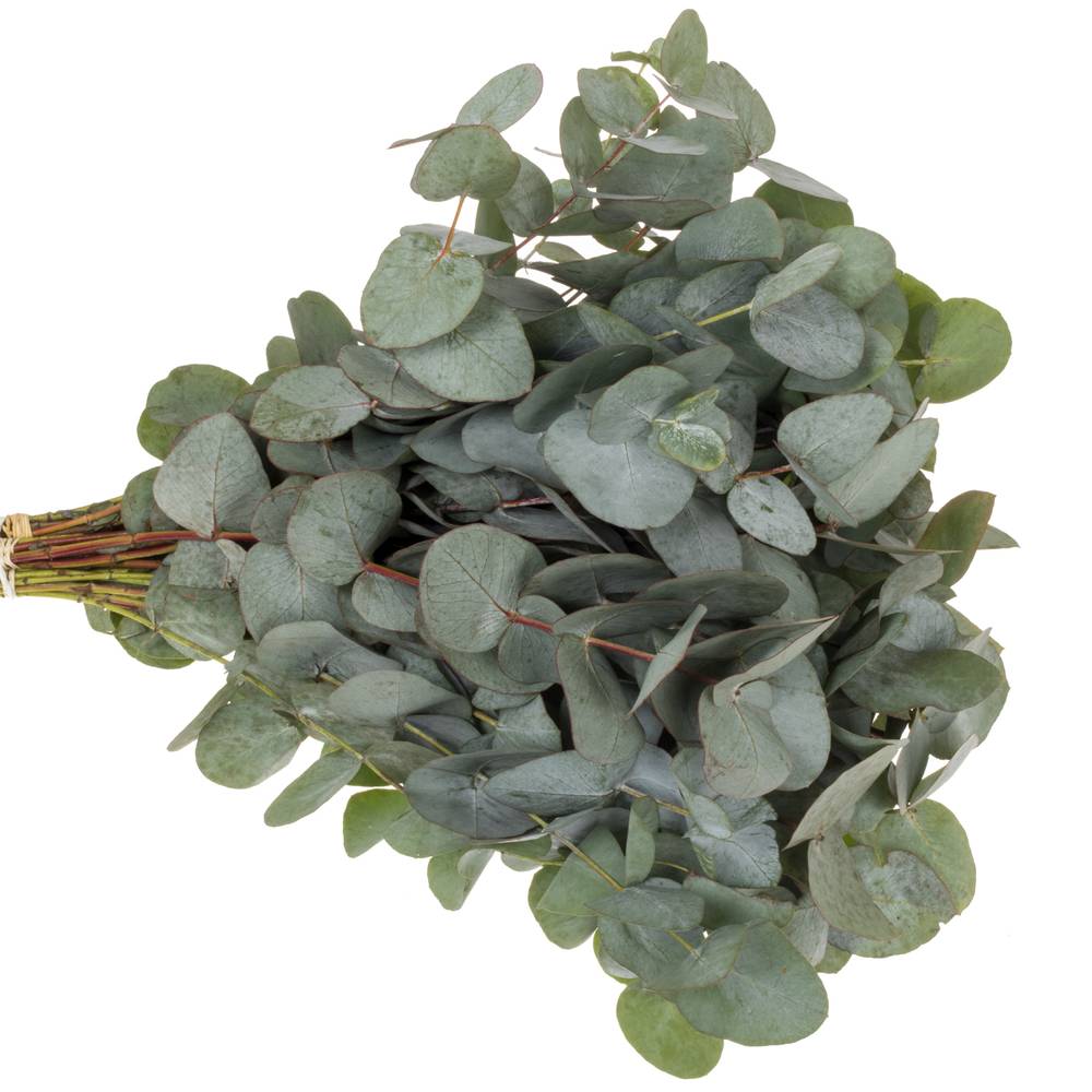 Populus grau/grün Cinerea (Pro Stiel) 60cm