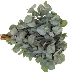 Populus grau/grün Cinerea (Pro Stiel) 60cm