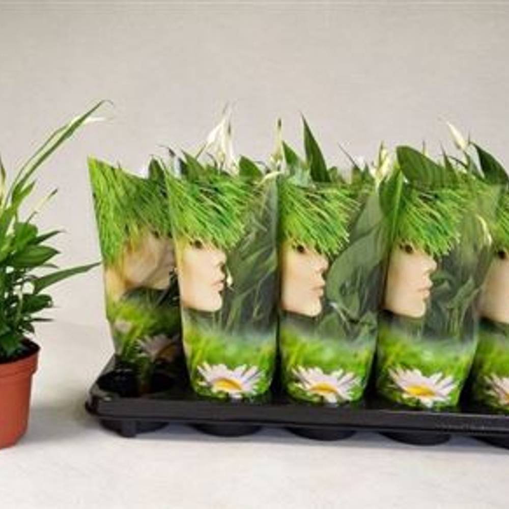 Spathiphyllum Alana 3+ Schnapch. von Uhr T12 H040