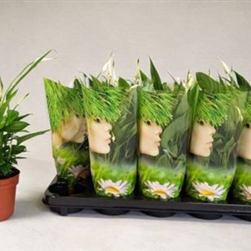 Spathiphyllum Alana 3+ Schnapch. von Uhr T12 H040
