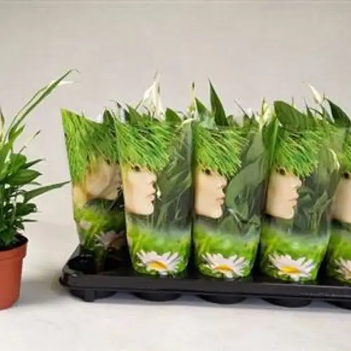 Spathiphyllum Alana 3+ Schnapch. von Uhr T12 H040