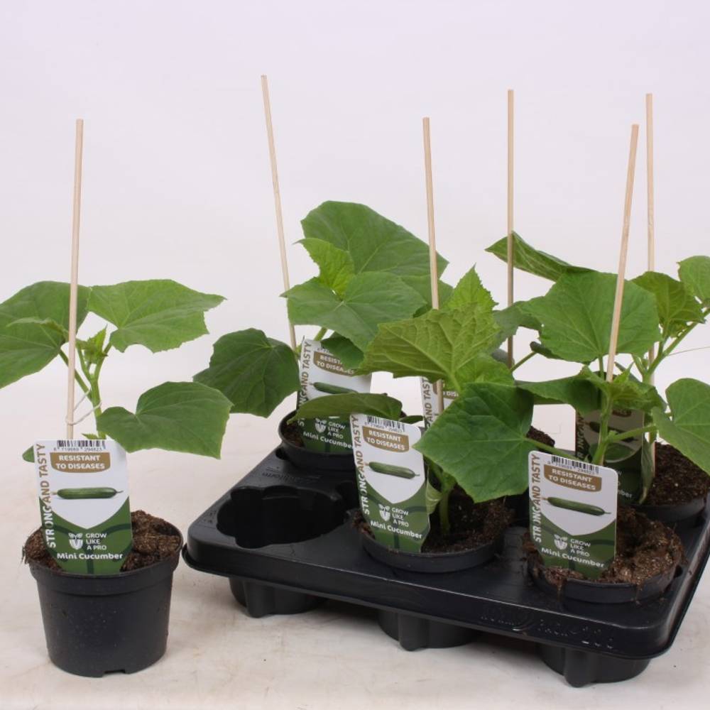 Bio Mini Gurkee T12 H025