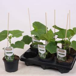Bio Mini Gurkee T12 H025