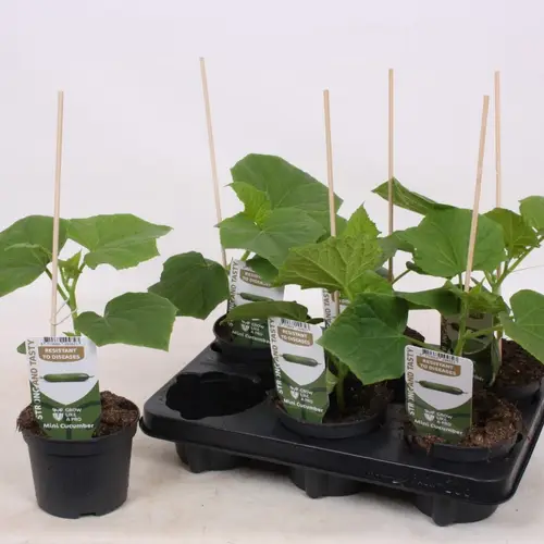 Bio Mini Gurkee T12 H025