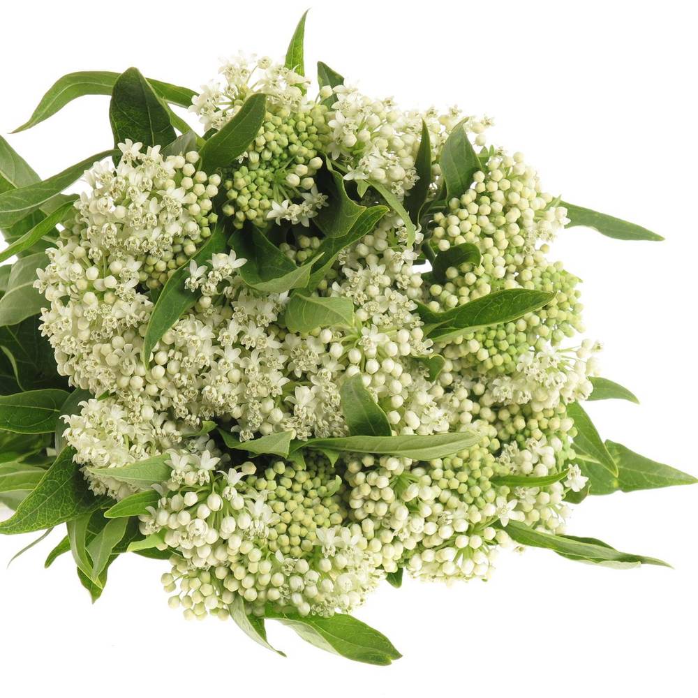 Aesclepia weiss  60cm