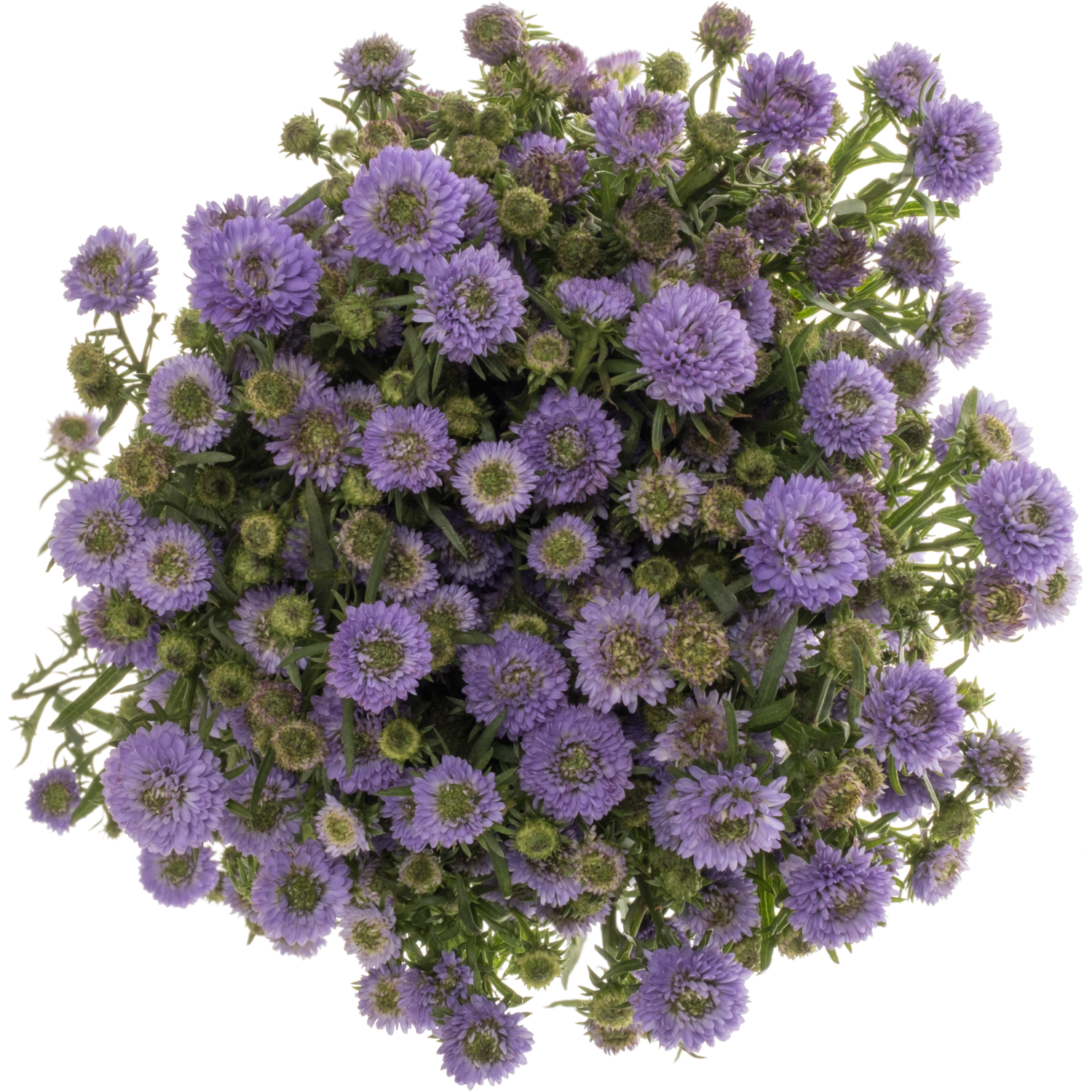 Aster milka Mini Baby Blue 25 Gramm 70cm