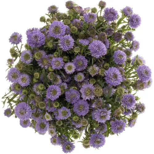 Aster milka Mini Baby Blue 25 Gramm 70cm