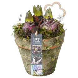 Hyaz.Arr PTHC9175 T14 H021