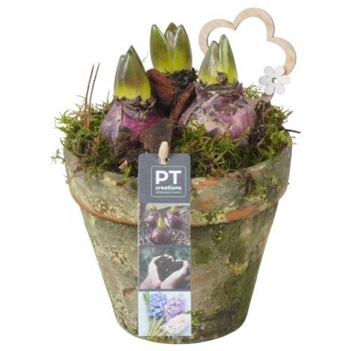 Hyazinthe.Arr PTHC9175 T14 H021