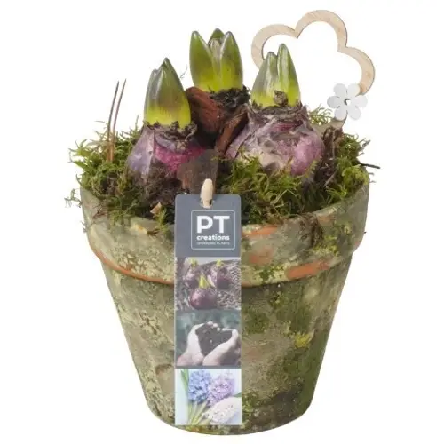 Hyazinthe.Arr PTHC9175 T14 H021