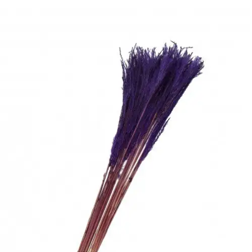 Trocken Silvergrass lila L75cm x10