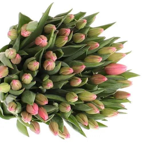 Tulpe pink Milkshake 44  Gramm