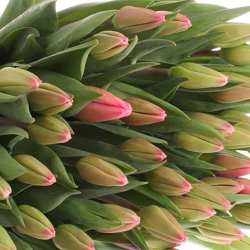 Tulpe pink Milkshake 44  Gramm