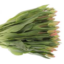 Tulpe pink Milkshake 44  Gramm